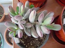 The cotyledon orbiculata is a crass plant that can be planted in gardens without fear of being lost because its height is more than one meter. Pin On Crassula Cotyledon