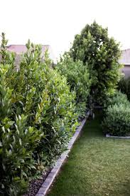 Image result for bay leaf bush foto