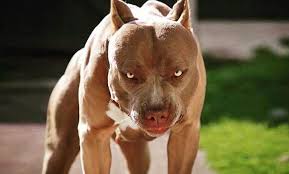 Pitbull có rất nhiều màu lông khác nhau như đen, nâu, xám, nâu đỏ, trắng xám, đen trắng,. Evb8w3sqexuf9m