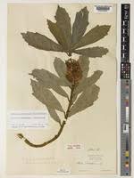 Image result for Dorstenia schliebenii
