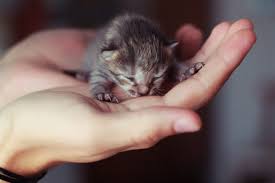 A kitten is a young cat. 21 Purrfect Photos Of Tiny Kittens That Fit In Your Palm 500px