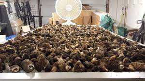 3) cutting a small piece of an oyster mushroom and putting it into the coffee grounds (use the inside of the mushroom). How To Dry Morel Mushrooms Without A Dehydrator Meateater Cook
