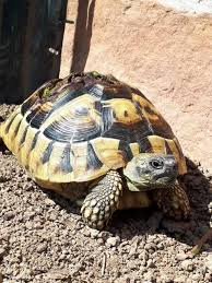 Gertrud Und Wie Sie Ihr Schicksal Meistert Landschildkroten Niedliche Schildkroten Schildkrote