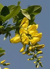 Pianta fiori gialli a grappolo realizzata con 5 ramificazioni completamente plasmabile e modellabile a piacere, grazie ad un'anima abbellire e decorare la pianta con fiori gialli a grappolo pianta grassa originaria dell'america del sud è il cactus di natale; Pianta Fiori Gialli A Grappolo