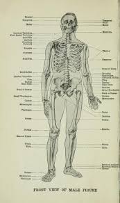 I know many of you artists out there sometimes struggle when it comes time to drawing human anatomy whether that anatomy. Human Anatomy For Art Students Fripp Alfred Downing Sir B 1865 Free Download Borrow And Streaming Internet Archive