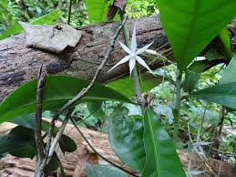 Image result for Aerangis kirkii