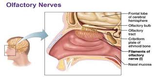 Olfactory Nerve Msrblog