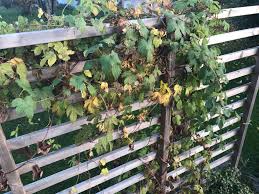 Image result for site:byggahus.se Plantagen