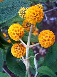 Pin On Flowers