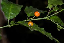 Image result for Aidia micrantha