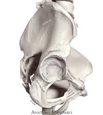 Right Hip Bone In 2020 Hip Bones Bones Pelvis