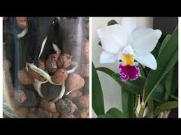 陶粒木炭半水培 卡特蘭 成功開花種植分享 6 1 2020 youtube 開花 種 蘭