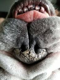 Soffiarsi 2 punta del naso del cane. Naso Secco Nei Cani Cause E Trattamento I Miei Animali