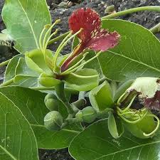 Image result for Tinnea rhodesiana