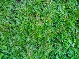 Pun akan memperindah tampilan taman. Hanya 1 Bulan Diakhir Tahun 2016 Harga Rumput Gajah Mini Rp 12 500 Net Sinox Nursery