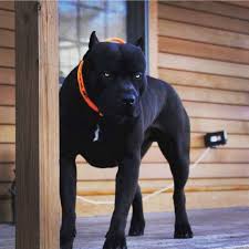 Pin On Pitbull
