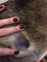 Black Patches Of Skin On My Dog Ask A Vet
