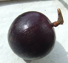 Purple mangosteen garcinia mangostana florida tropical king fruit pot tree plant. Star Apple Plant Britannica