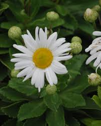 Image result for Isopyrum nipponicum