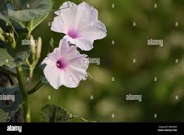 Image result for Ipomoea shirambensis
