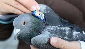 Digital Homing Pigeon Pigeon Homing Pigeons Pigeon Post