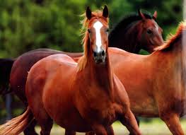 You will definitely choose from a huge number of pictures that option that will suit you exactly! Backgrounds Pictures Of Horses Group 73