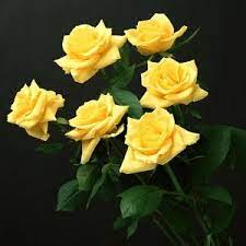 صور ورد اصفر 2015 يجنن صور ورود صفراء 2015 Yellow Rose Flower Yellow Roses Flower Seeds