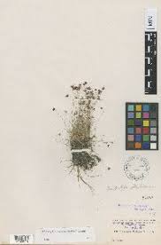 Image result for Bulbostylis megastachys