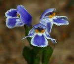 Image result for Stemodiopsis buchananii