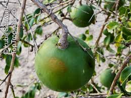 Image result for Strychnos mellodora