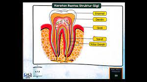 Contextual translation of keratan rentas gigi into english. Sains Tahun 3 Stuktur Gigi Buku Teks Buku Aktiviti Youtube