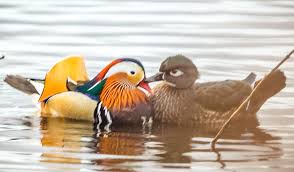 People love their beautiful plumage, and because of this zoos and private collectors keep mandarins across the globe. Video Watch Burnaby S Mandarin Duck Get All Flirty Burnaby Now