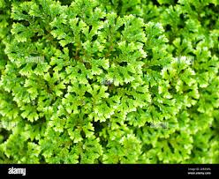 Image result for Selaginellaceae