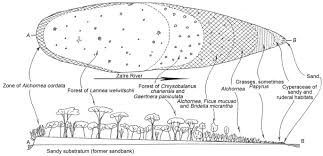 Image result for Lannea welwitschii