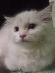 Daftar harga yang telah disebutkan merupakan harga terbaru pada pasaran disaat ini. Terjual Jual Cepat Kucing Persia Himalaya Putih Kaskus