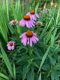 Echinacea Purpurea Coneflower Eastern Purple Coneflower Purple Coneflower Purple Rudbeckia North C Echinacea Purpurea Echinacea Pollinator Garden Design