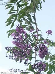 Image result for Lonchocarpus