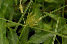 Image result for Cyperus dubius
