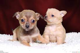 48+] Chihuahua Puppy Wallpapers - WallpaperSafari