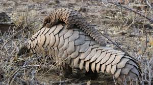 L'espérance de vie des hommes se situe aux alentours de 80 ans, avec certains records allant jusqu'à 122 ans (jeanne calment). Le Pangolin L Animal Le Plus Braconne Au Monde Qu On Ne Connaissait Pas Vraiment Avant La Pandemie