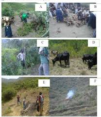 Image result for Phyllanthus crassinervius