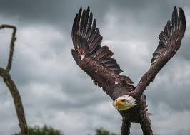 Eagle eye is a surveillance initiative established by aegis to monitor thargoid activity. 3 Ai Companies To Keep An Eagle Eye On Algorithm X Lab