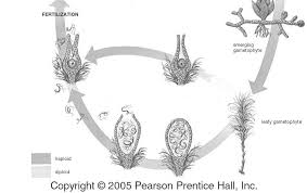 Http Www Wou Edu Kissanek Biol 20101 Handouts 6 Biol 20101 Chapter 2021 Pdf