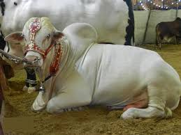 Camel farm in makkah dessert makkah saudi arabia. Cow And Goat Qurbani
