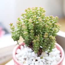 Image result for Crassula zombensis