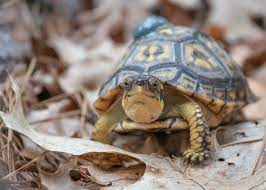 Learning About The Secret Lives Of Baby Box Turtles Field Notes From The Cape