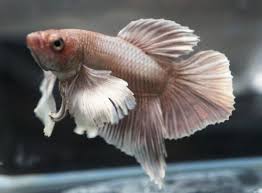 Live Betta Fish Rose Gold Dumbo Ears Hmpk Halfmoon Plakat Male Db052 Live Fish For Sale Betta Dumbo Ears