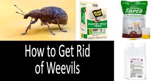 Remember to read all product labels and follow the application instructions on these labels and stay safe by wearing personal protective equipment (ppe). How To Get Rid Of Weevils In The Kitchen Garden 2021 Buyer S Guide