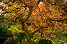 Peter lik offers stunning visions designed to transform the look of any space. Peter Lik S Photography Galleries Richard Wong Photography