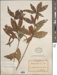 Image result for Dracaena camerooniana